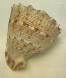 Cassis flammea, Nahaufnahme 01