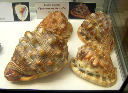 Cypraecassis rufa, Totale