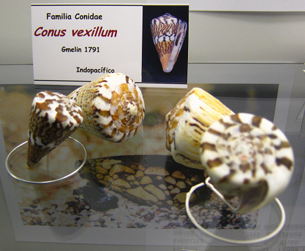 Conus vexillum