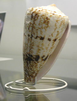 Conus arenoosus nicobaricus, Nahaufnahme