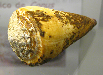 Conus virgo con periostraco, Nahaufnahme
                          01