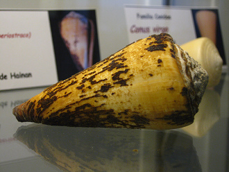 Conus virgo con periostraco, Nahaufnahme
                          02