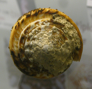 Conus virgo con periostraco, Nahaufnahme
                          03