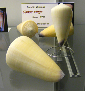 Conus
                          virgo