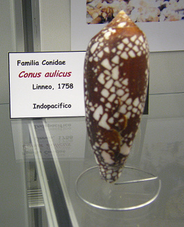 Conus aulicus