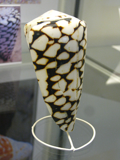 Conus marmoreus, Nahaufnahme