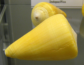 Conus quercinus, Nahaufnahme