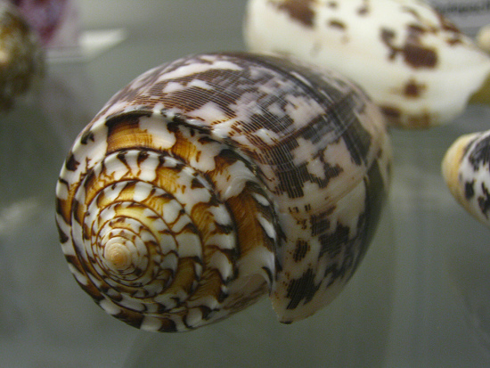 Conus striatus, Nahaufnahme 03