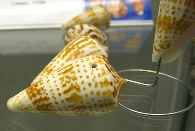 Conus inscriptus, Nahaufnahme