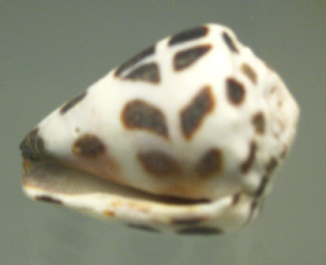 Conus ebraeus, Nahaufnahme