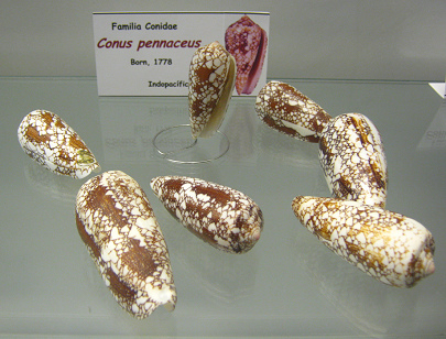 Conus pennaceus