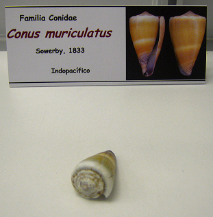 Conus muriculatus