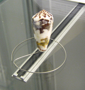 Conus gubernator, primer plano