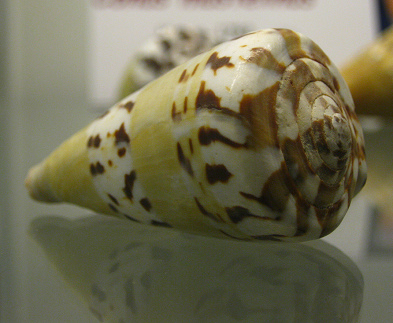 Conus mustelinus, Nahaufnahme
