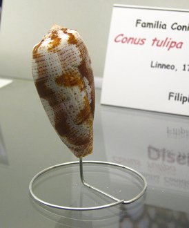 Conus tulipa, Nahaufnahme
