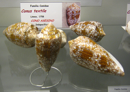 Conus
                          textile