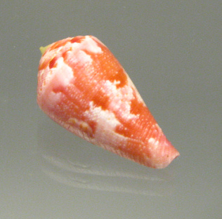 Conus pertusus, primer plano