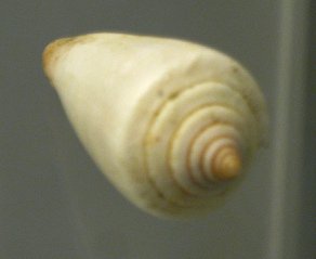 Conus algoensis, primer plano