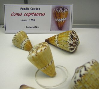 Conus capitaneus