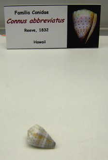 Conus abbreviatus
