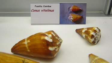 Conus
                          vitelinus