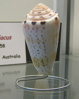 Conus aurisiacus, Nahaufnahme 02