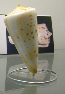 Conus monile, Nahaufnahme