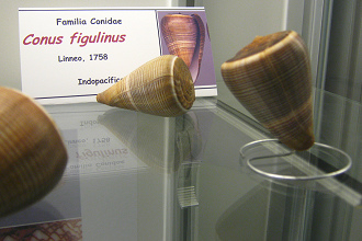 Conus figulinus