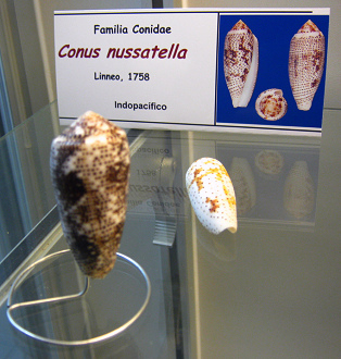Conus nussatella