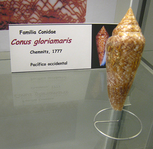 Conus gloriamaris