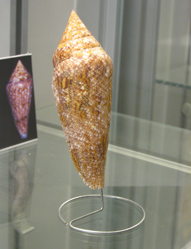 Conus gloriamaris, Nahaufnahme