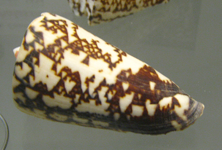 Conus thalassiarchus 01, Nahaufnahme