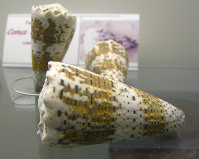Conus imperialis, primer plano