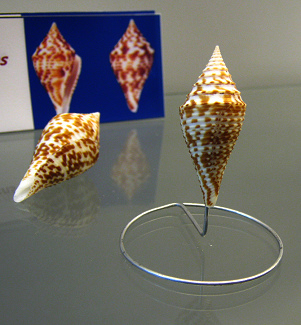 Conus praecellens, primer plano