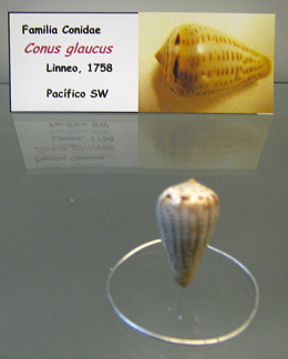 Conus
                          glaucus