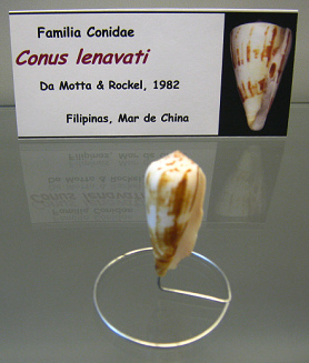 Conus
                          lenavati