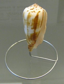 Conus lenavati, primer plano