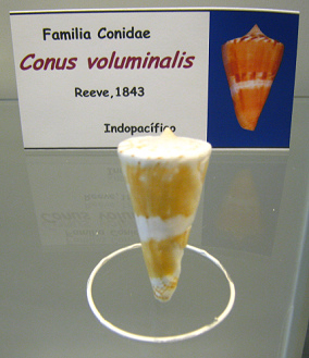 Conus voluminalis