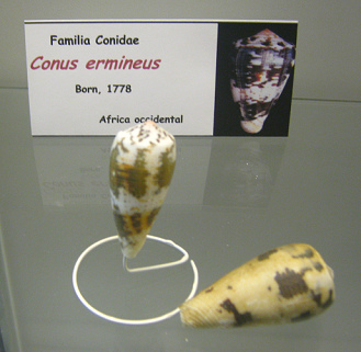 Conus
                          ermineus