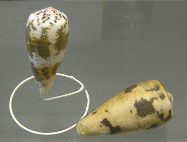 Conus ermineus, primer plano