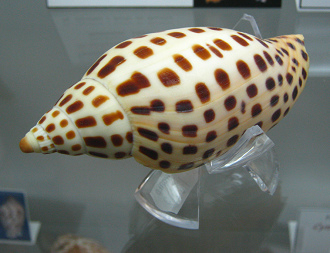 Scaphella junonia, Nahaufnahme