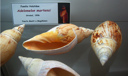 Adelomelon martensi