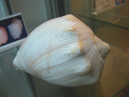 Adelomelon brasiliensis, Nahaufnahme
