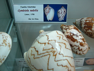 Cymbiola nobilis, placa