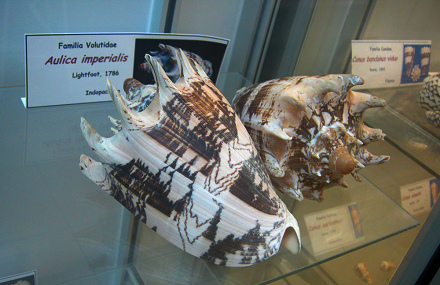 Aulica imperialis 02