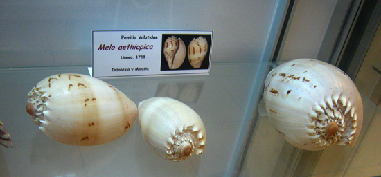 Melo aethiopica, Totale