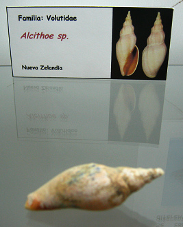 Alcithoe
                          sp