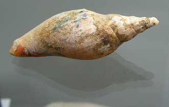 Alcithoe sp, primer plano