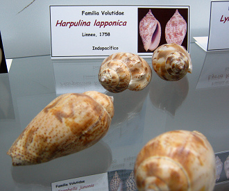 Harpulina lapponica