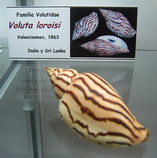 Voluta
                          loroisi